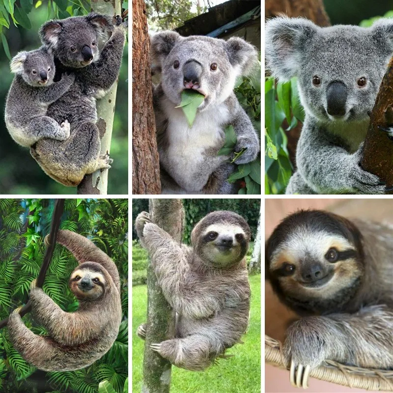 Embroidery In Australia - 5D เพชรภาพวาด Sloth Koala ออสเตรเลียสัตว์ DIY